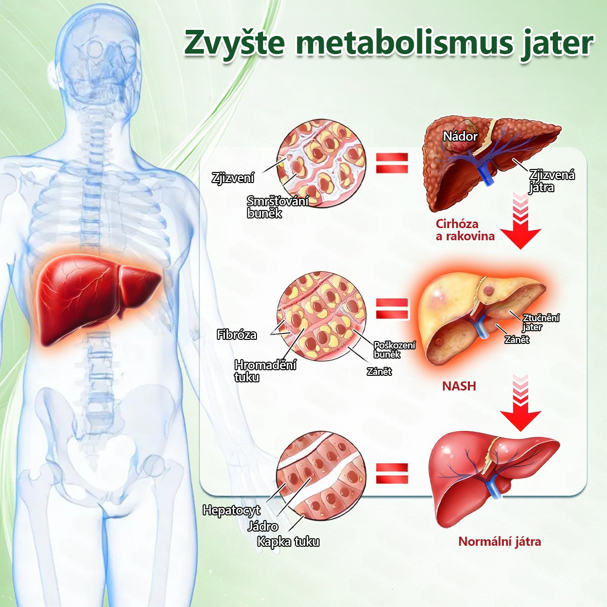 👑Zbývají už jen 4 balení! ⭐Nabízíme dodatečnou slevu 70 %! Pokud tuto šanci propásnete, další možnost se naskytne až příští rok – Moringa · Berberin × NAD+ 10 v 1 Advanced Nano 𝑨𝑵𝑮𝑬𝑳𝑻𝑹𝑨𝑷®